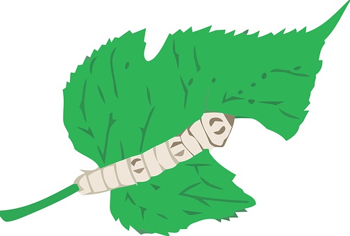 Drawing of a silk worm on a Mulberry leaf