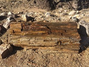 A piece of petrified wood