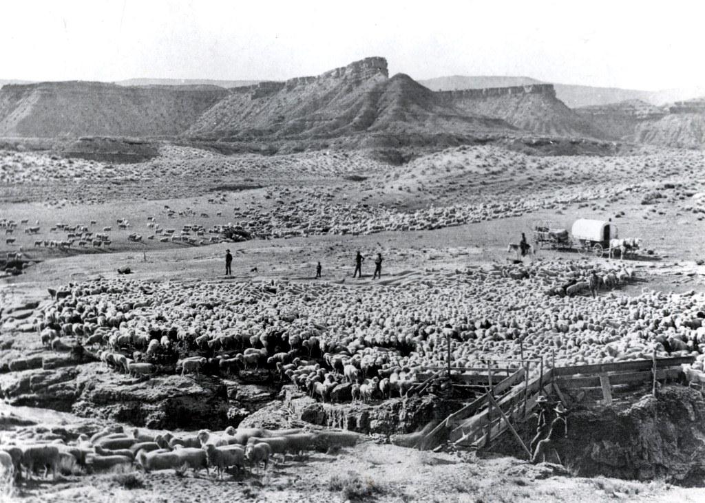 Large flock of sheep in Sheep Goulds Wash with shepherds and a chuckwagon