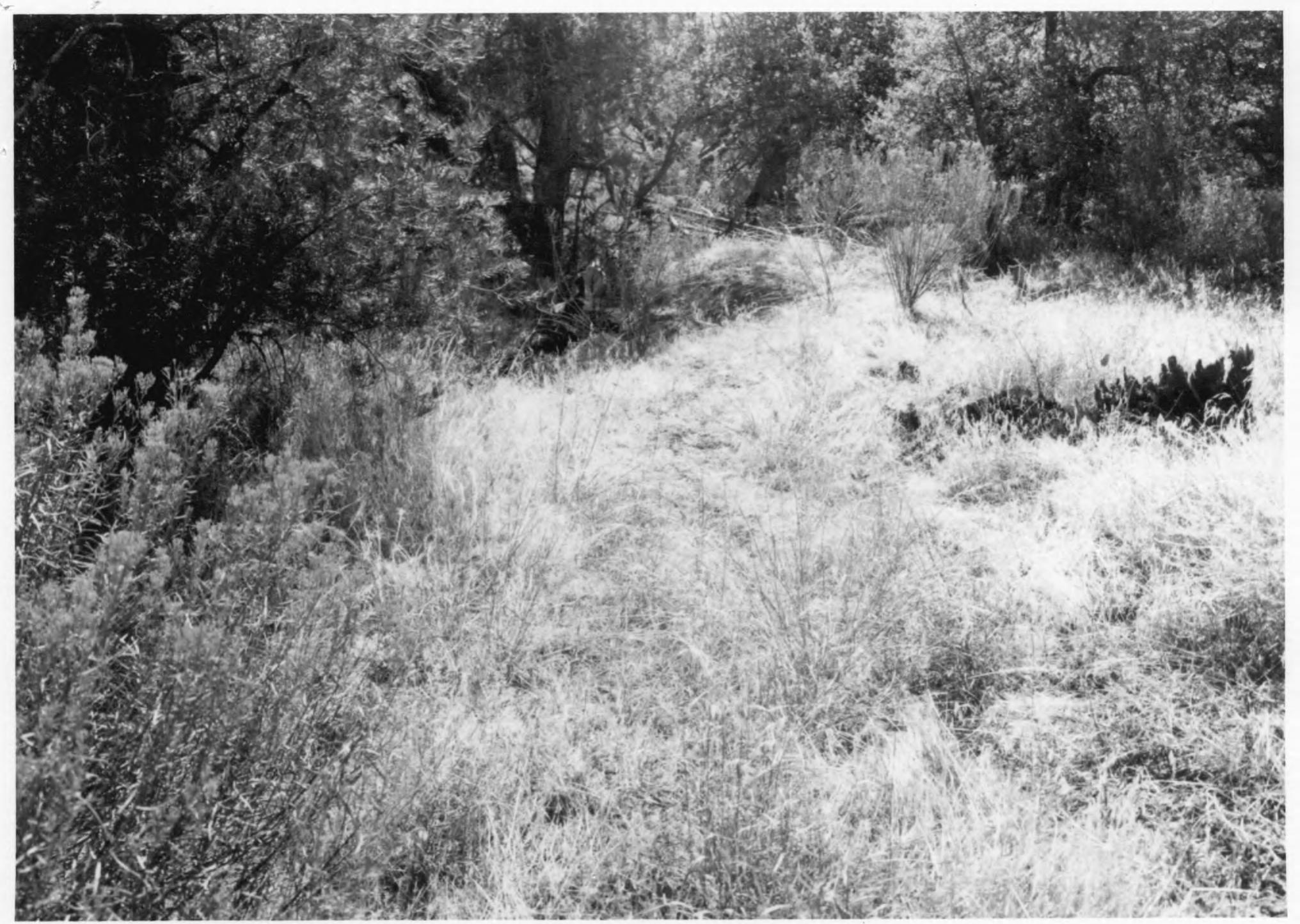 Pine Creek Canal